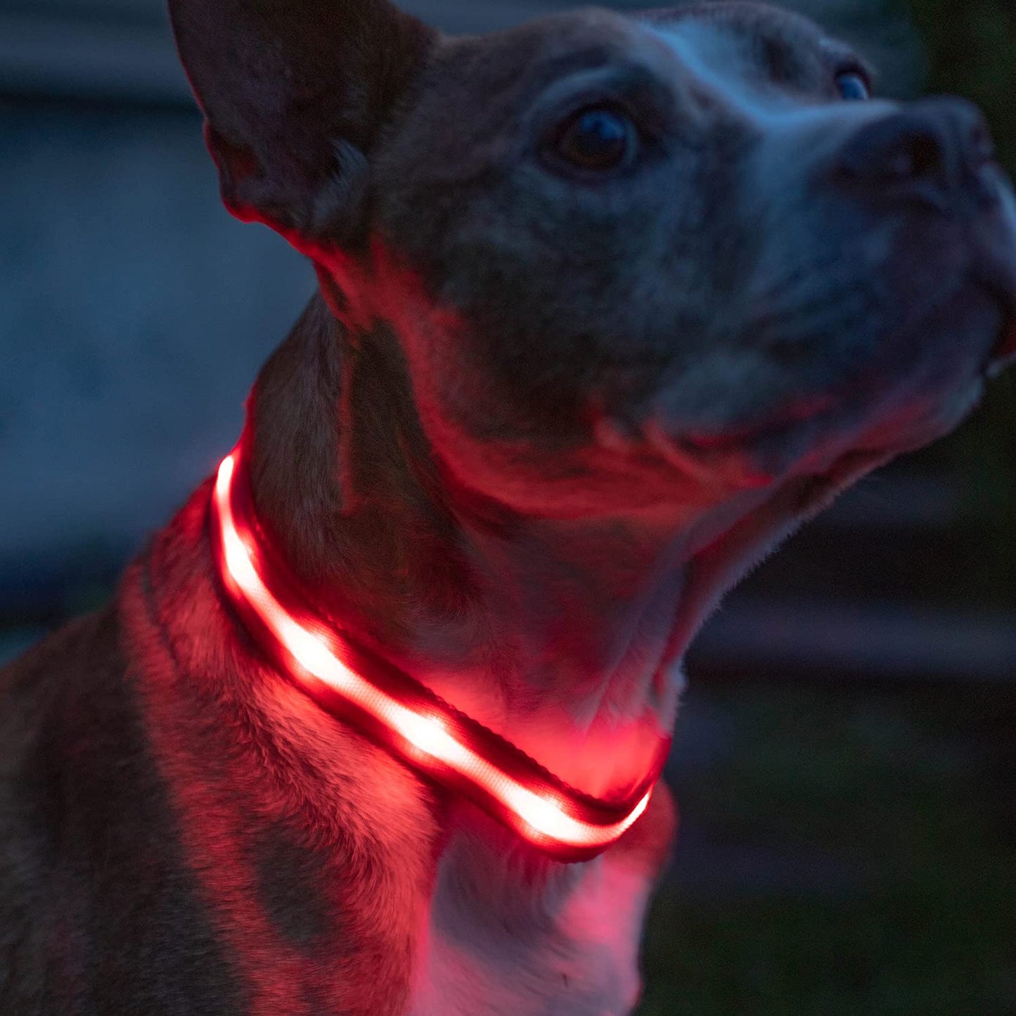 Brightest Light up Dog Collars - the Original LED Dog Collar with 1,000 Feet of Visibility - USB Rechargeable Waterproof Dog Collar Light - Dog Lights for Night Walking - USA Brand